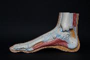 ChathamPodiatry.com